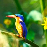 Birdwatching in Rwanda
