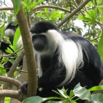 colobus monkey trekking Nyungwe