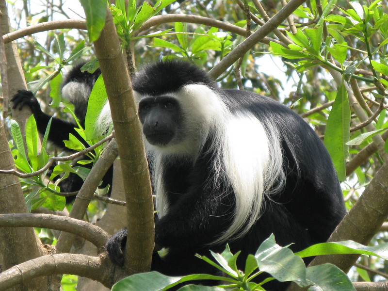 colobus monkey trekking Nyungwe