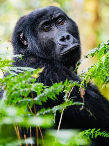 Bwindi Impenetrable Forest