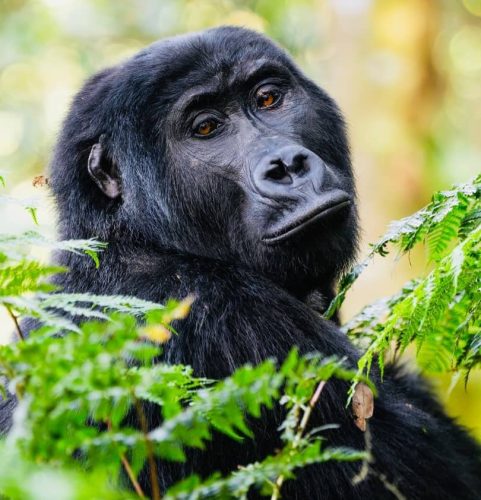 Kigezi tourism attractions