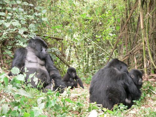 Uganda Travel Guide