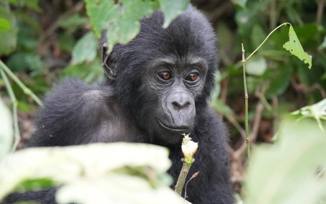 Bwindi vs Mgahinga