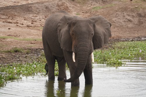 distance from entebbe international airport to queen elizabeth national park