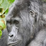 Kigali to Bwindi in one day