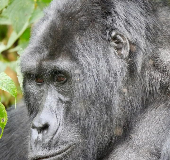Kigali to Bwindi in one day