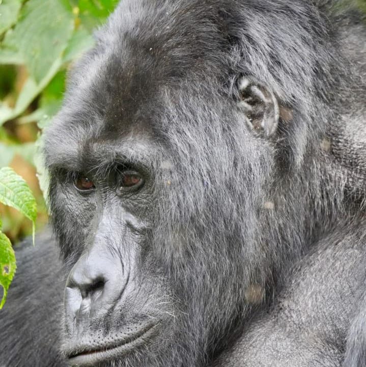 Kigali to Bwindi in one day