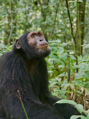 Best hotels around Kibale national parks