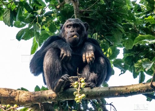 Rwanda Travel Guide