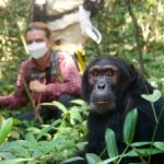 Chimpazee trekking in Kibale national park