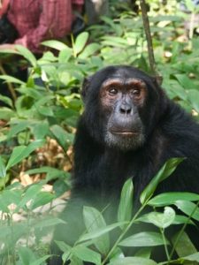 Chimpazee trekking in Kibale national park