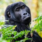 Combining gorilla trekking with an African safari