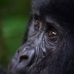 Complete Travel Guide to Volcanoes National Park in Rwanda