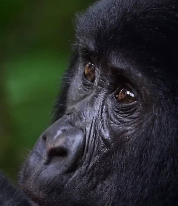 Complete Travel Guide to Volcanoes National Park in Rwanda