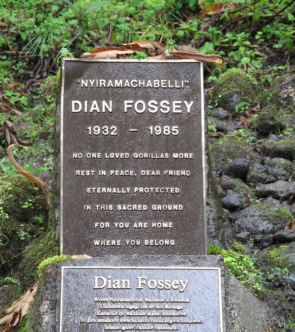 Dian Fossey gorilla conservation
