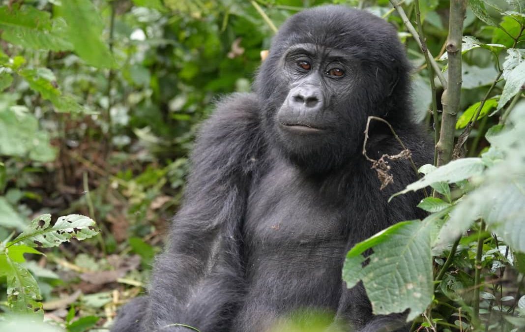 distance to Bwindi