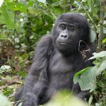 distance to Bwindi