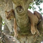Distance from Queen Elizabeth to Kibale national park