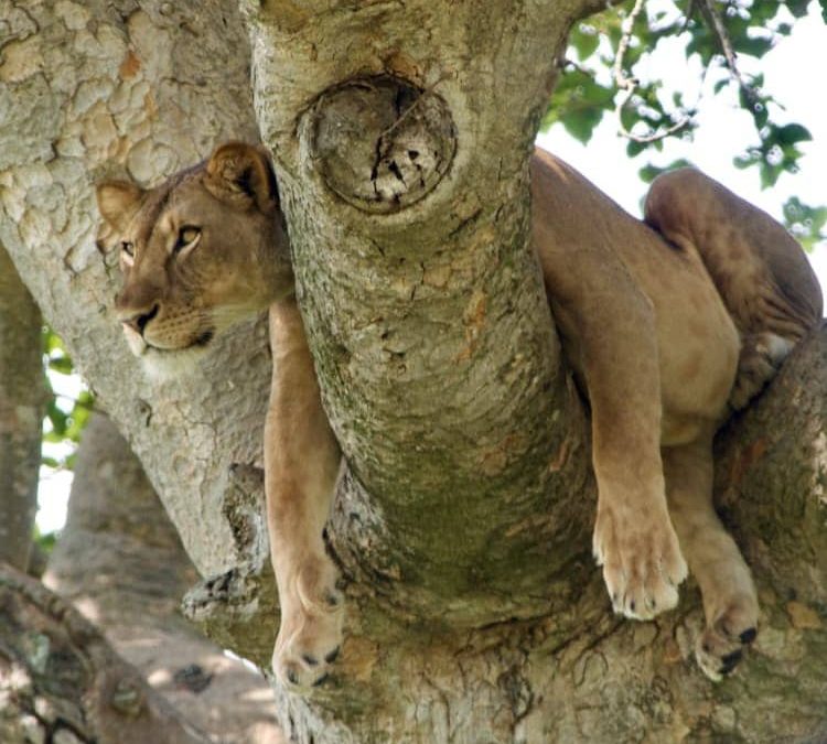 Distance from Queen Elizabeth to Kibale national park