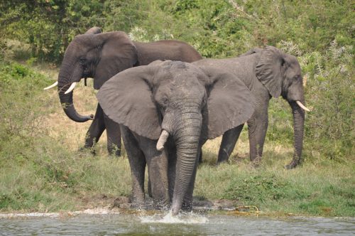 Queen Elizabeth safari