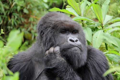 Essential Rwanda Travel Tips