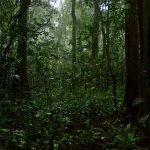 Uganda rainforest wildlife