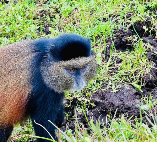 Volcanoes National Park Rwanda