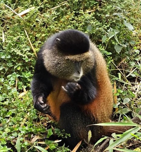 Rwanda honeymoon