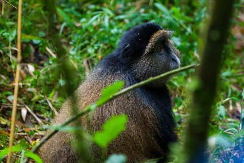 Rwanda Wildlife Holidays
