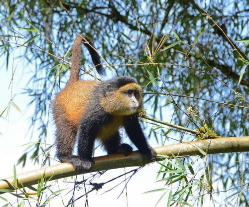 Rwanda attractions