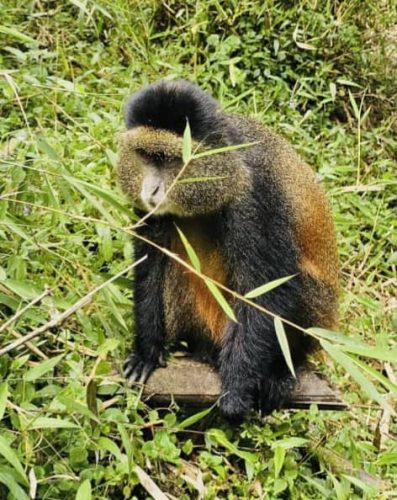 Gorilla Permit in Rwanda 2026