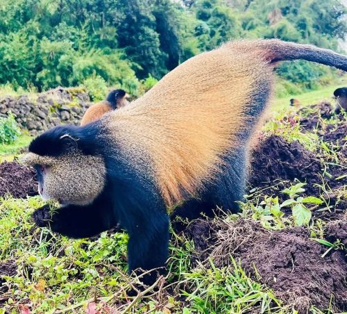 Rwanda honeymoon itinerary