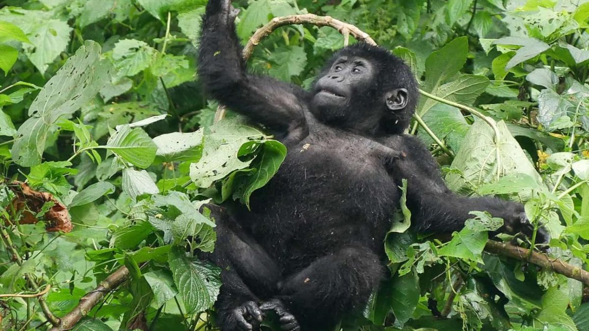 Gorilla Permit Uganda 2026