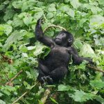 Gorilla Permit Uganda 2026