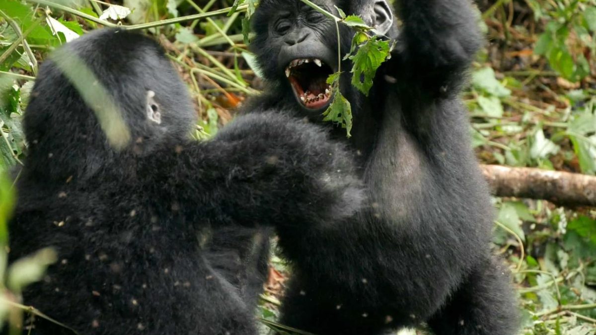 Gorilla Permit in Rwanda 2026