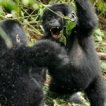 Gorilla Permit in Rwanda 2026
