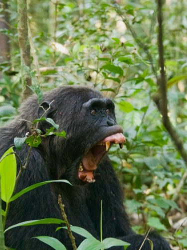Gorilla Trekking Uganda