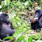 gorilla trekking age limit