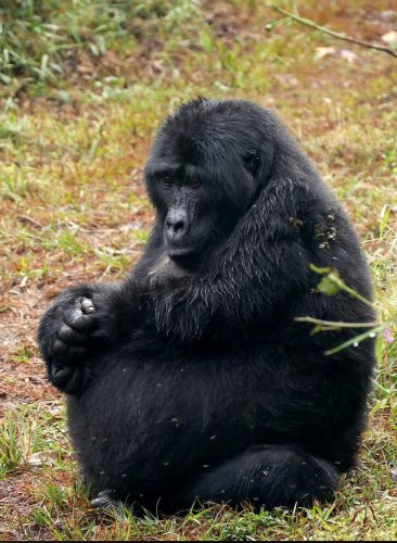 gorilla trekking rules