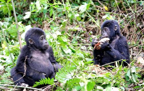 Rwanda honeymoon