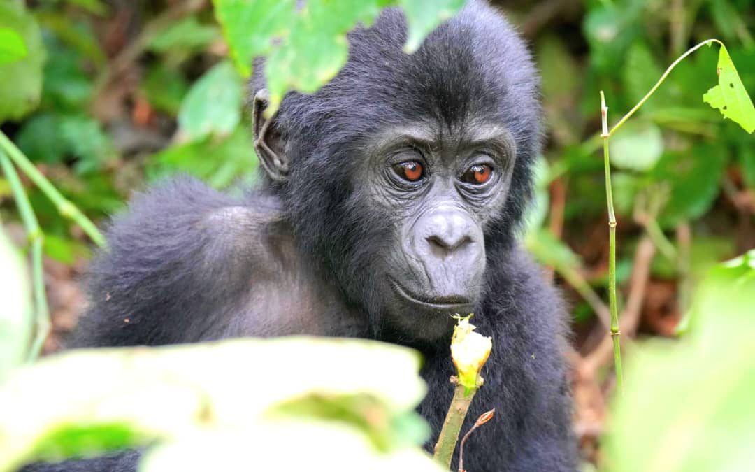 gorilla trekking in Rwanda