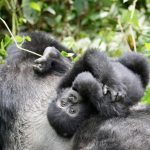 Rwanda gorilla permit price
