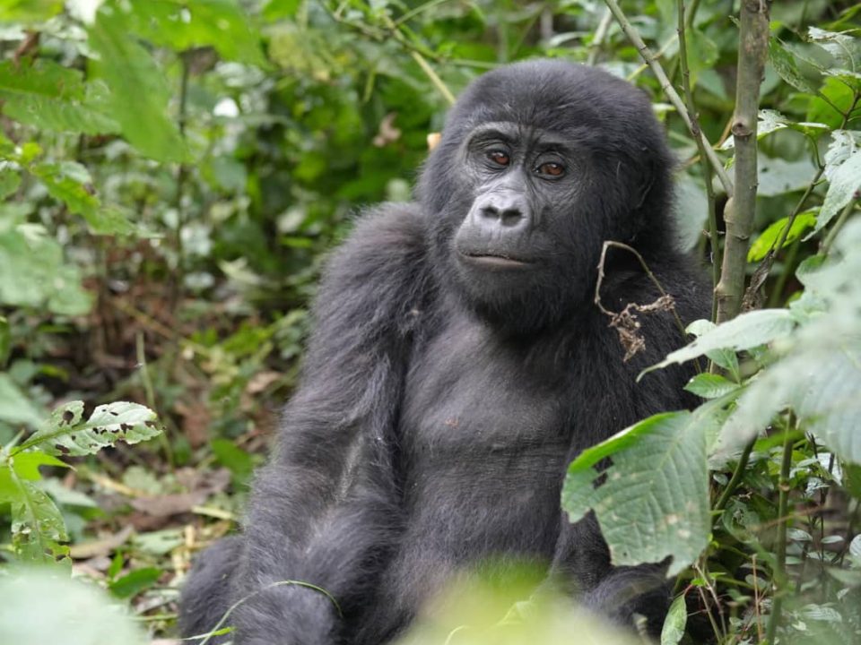 Rwanda gorilla safari