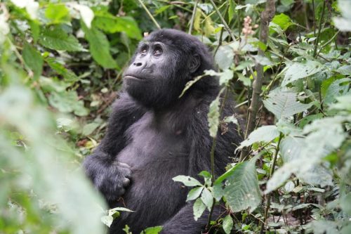 Kigali to Bwindi distance
