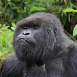 Is Rwanda Safe for Tourists