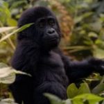 Luxury Gorilla Trekking Rwanda