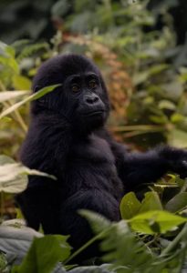 Luxury Gorilla Trekking Rwanda