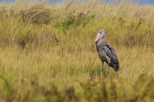 bird watching Uganda