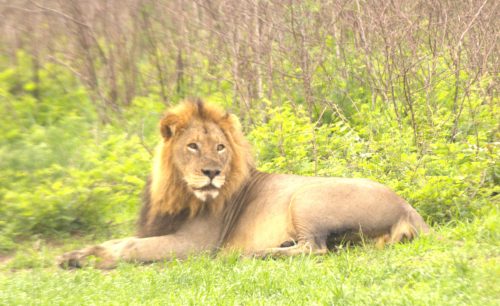 Big 5 safari animals