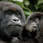 gorilla trekking mistakes